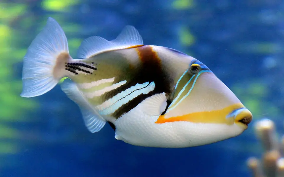 Colourful triggerfish swimming in clear blue water